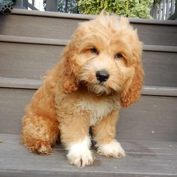 Tux, Cockapoo Puppy